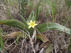 Hypoxis setosa