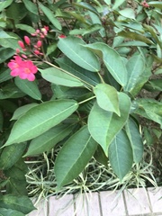 Jatropha integerrima