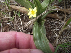Hypoxis setosa