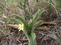Hypoxis setosa