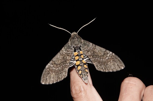 Manduca paphus