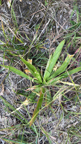 White colicroot (Aletris farinosa)