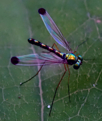 Amblypsilopus zonatus