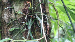 Haplopteris flexuosa