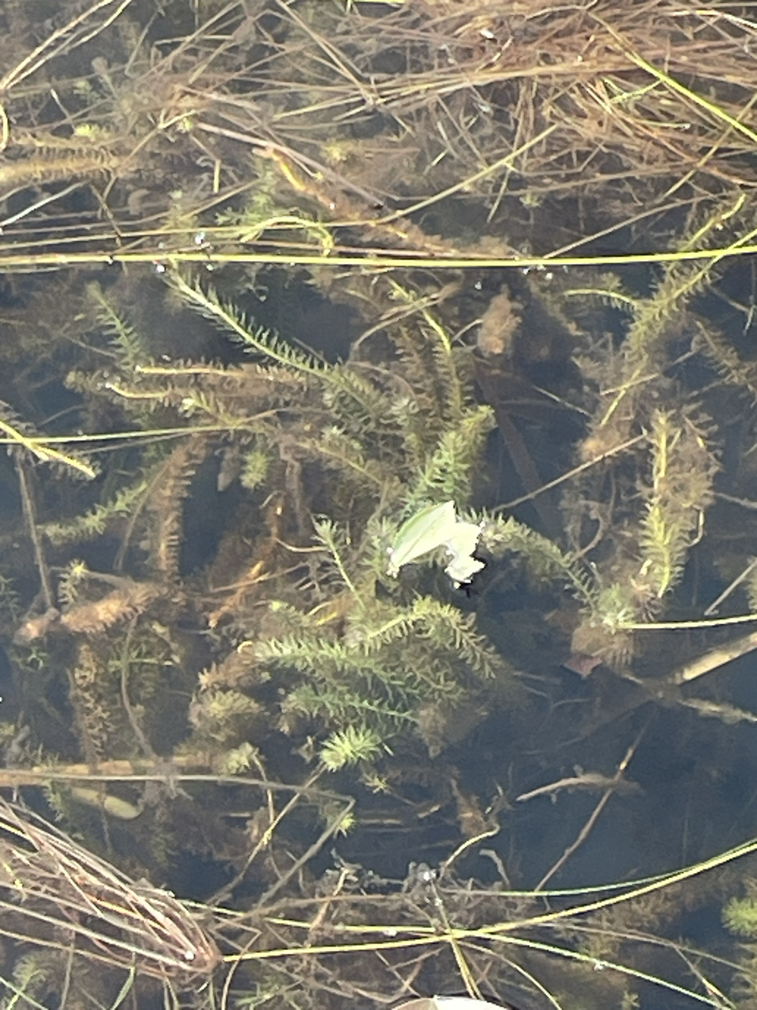 Stream Bogmoss (Mayaca fluviatilis)