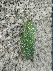 Physemacris variolosa