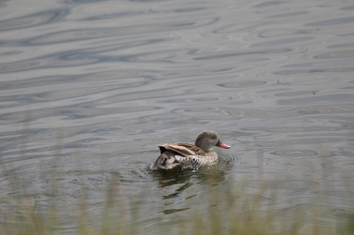 Canard du Cap