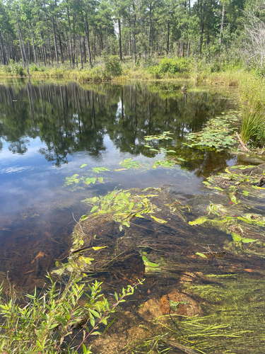 Arrow-leaved Water-lily (Nuphar sagittifolia)