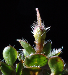 Leptostigma setulosum