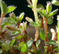 Leptostigma setulosum