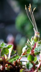 Leptostigma setulosum