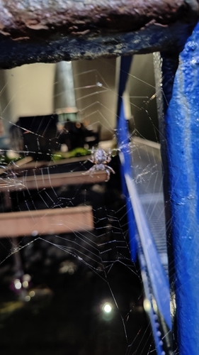 Walnut Orbweaver