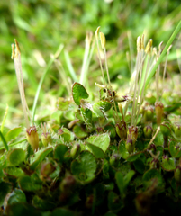 Leptostigma setulosum