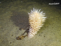 Veretillidae