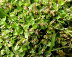 Leptostigma setulosum