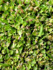 Leptostigma setulosum