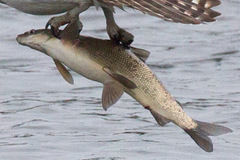 Coregonus clupeaformis