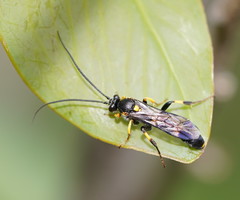 Metopiinae
