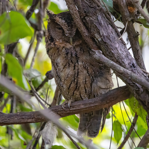 West Peruvian Screech Owl (Megascops roboratus)