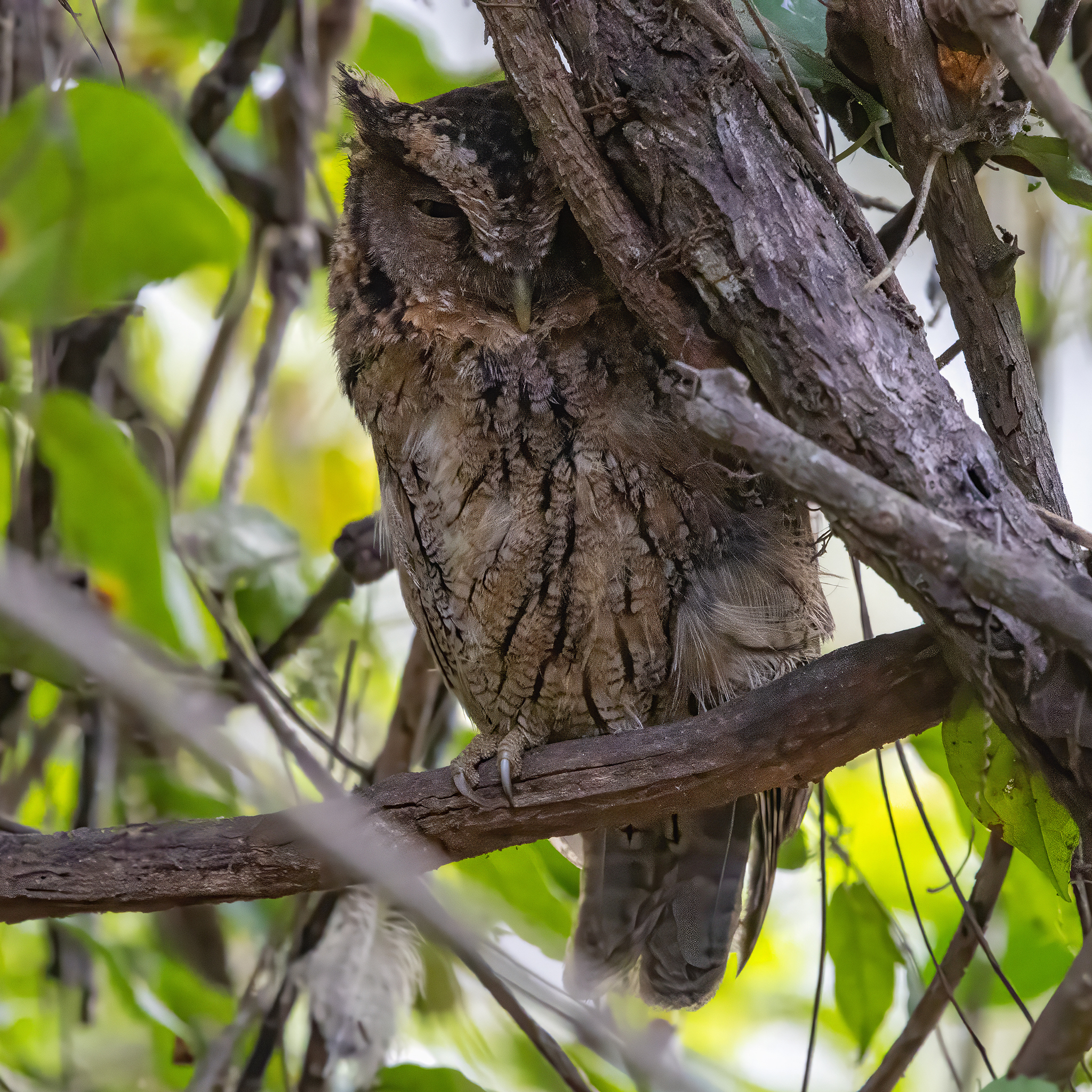 West Peruvian Screech Owl (Megascops roboratus), photo 1