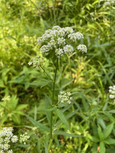 Hemlock waterparsnip (Sium suave)