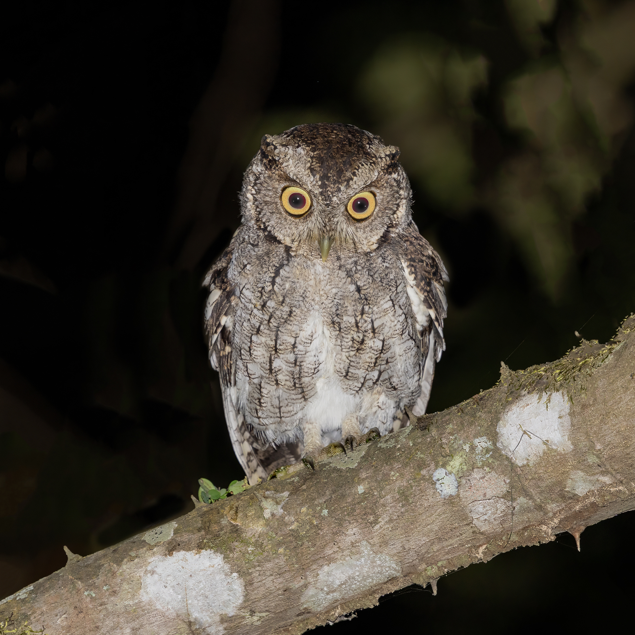 West Peruvian Screech Owl (Megascops roboratus), photo 2