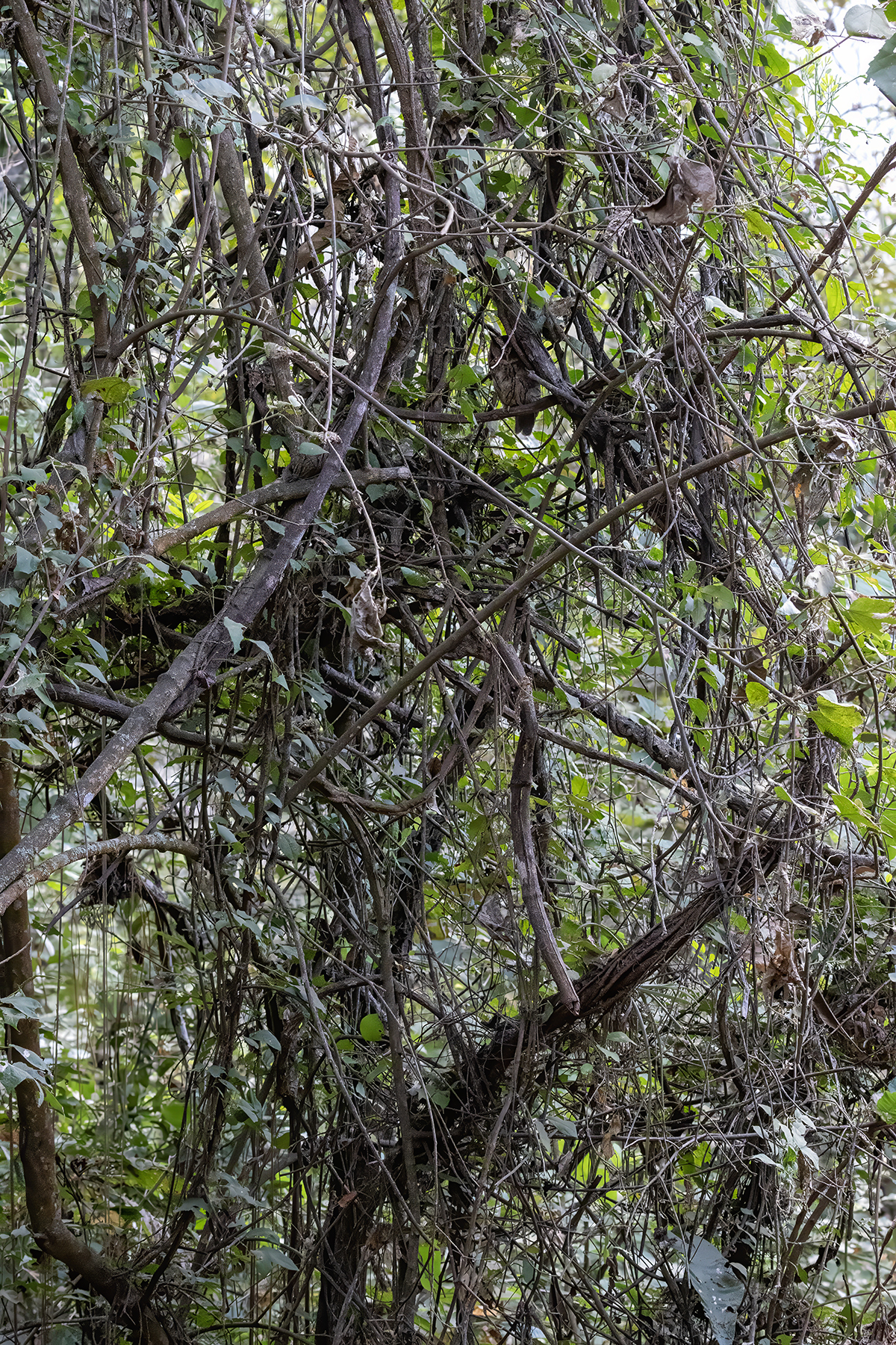 West Peruvian Screech Owl (Megascops roboratus), photo 3