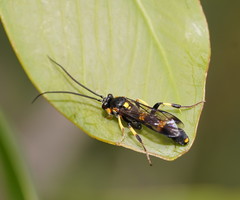 Metopiinae