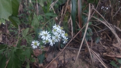 Aster baccharoides