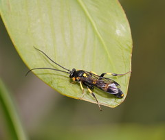 Metopiinae