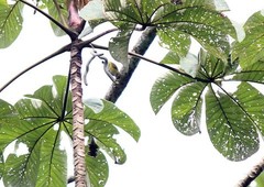 Euphonia hirundinacea