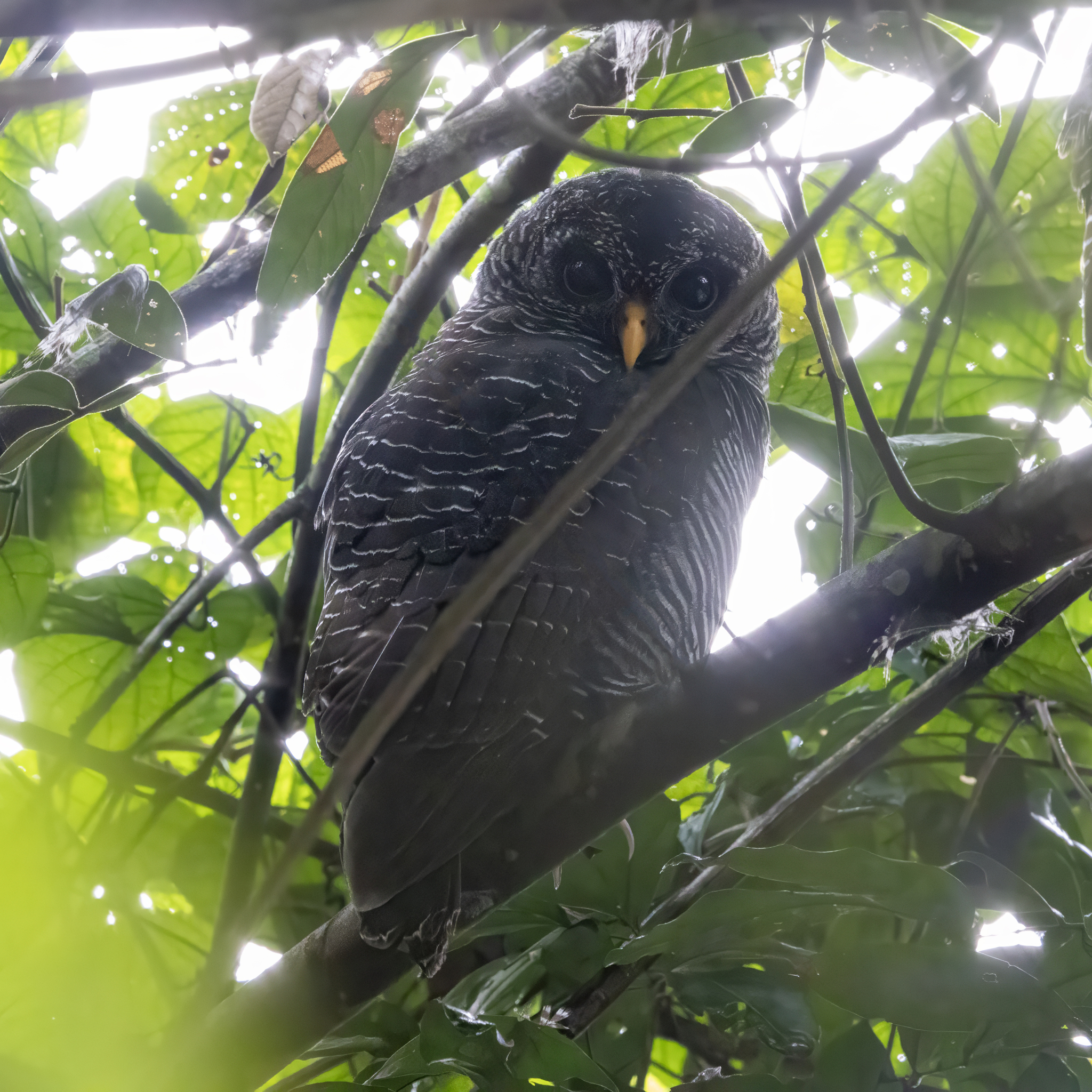 Black-banded Owl (Strix huhula), photo 1