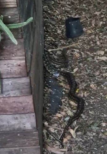 Coastal Carpet Python sighting