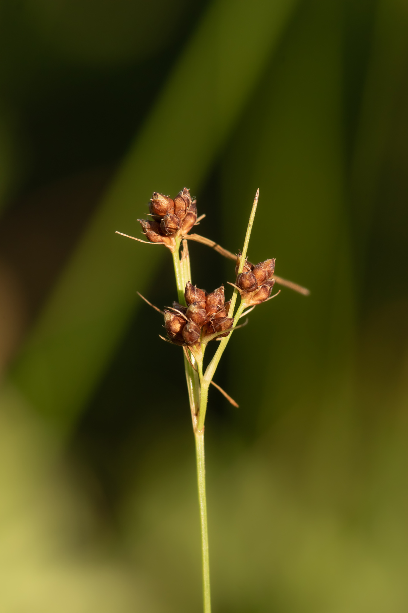 Rhynchospora harveyi var. harveyi