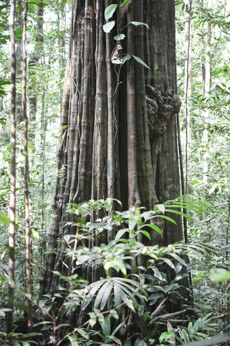 Aspidosperma excelsum observed 2024-04-11