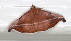 Corgatha ancistrodes