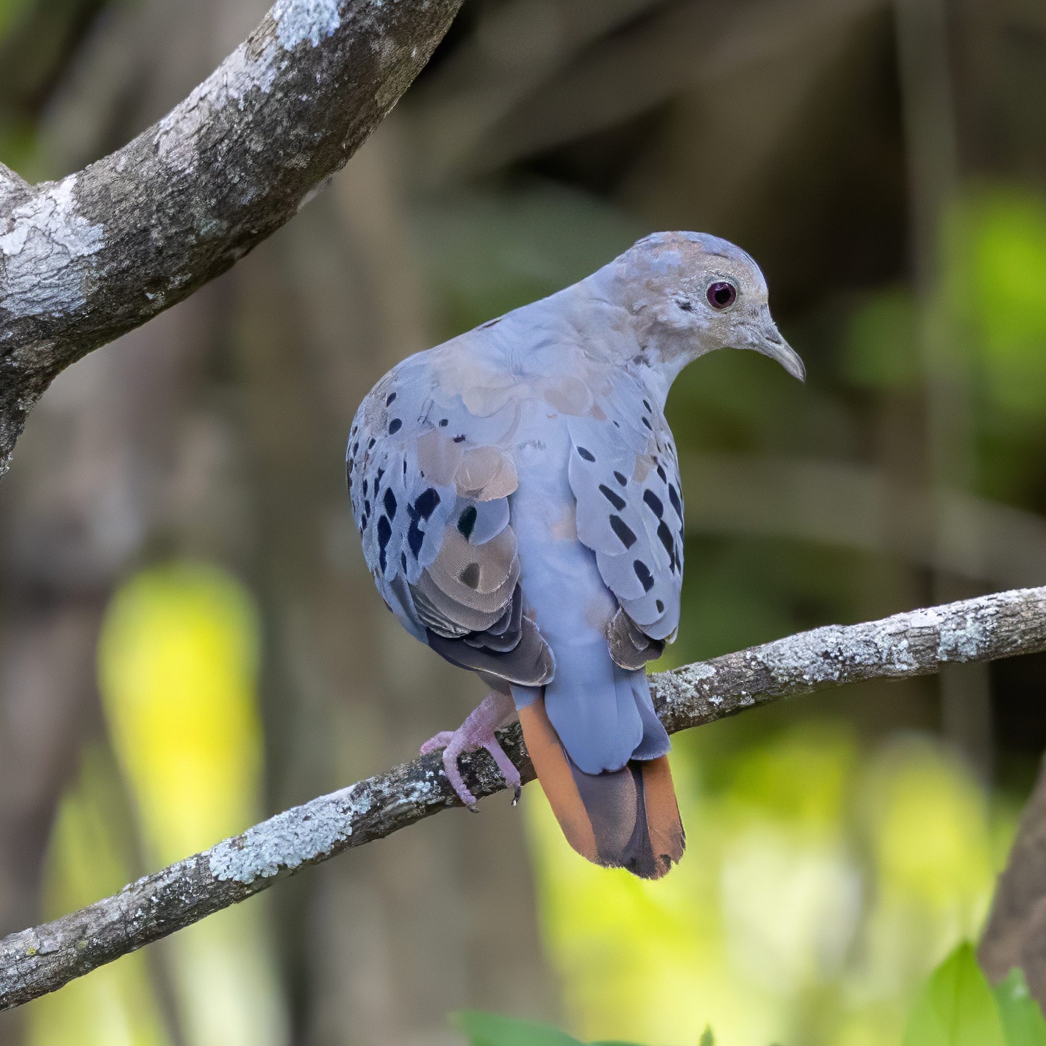 Blue Ground Dove (Claravis pretiosa)