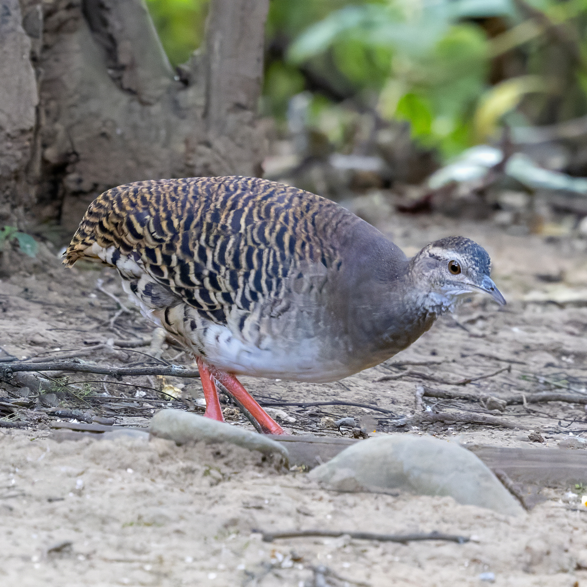Pale-browed Tinamou (Crypturellus transfasciatus), photo 1