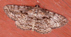 Boarmia suasaria