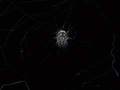 Neoscona menghaiensis