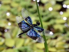 Rhyothemis resplendens