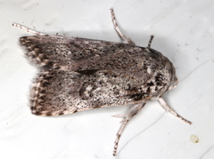 Cryptophasa irrorata
