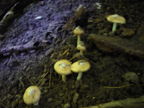 Split Fibrecap