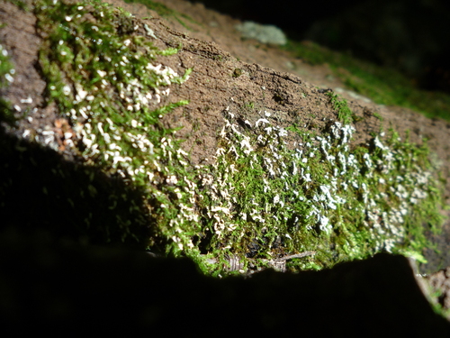 Moss Rust