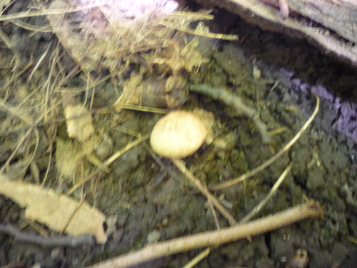 Leopard Earthball