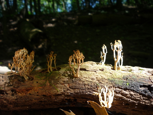 crown-tipped coral fungus