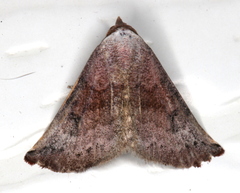 Mataeomera mesotaenia