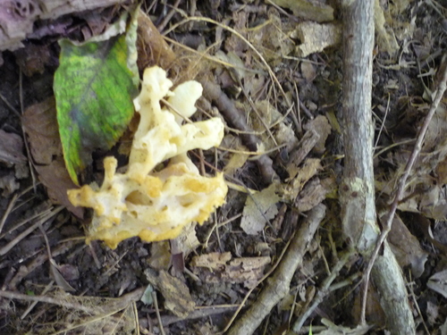 white coral jelly fungus