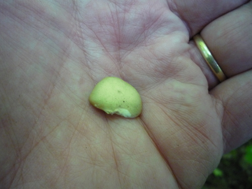 Hypholoma subviride
