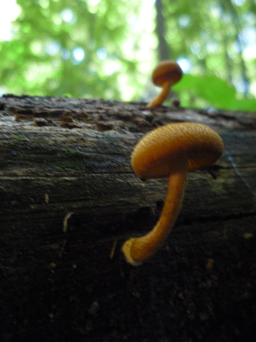 Pholiota granulosa